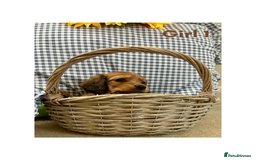Miniature Dachshund dogs for sale: UPDATED PHOTOS - Long Haired Miniature Dachshunds  - Image 6
