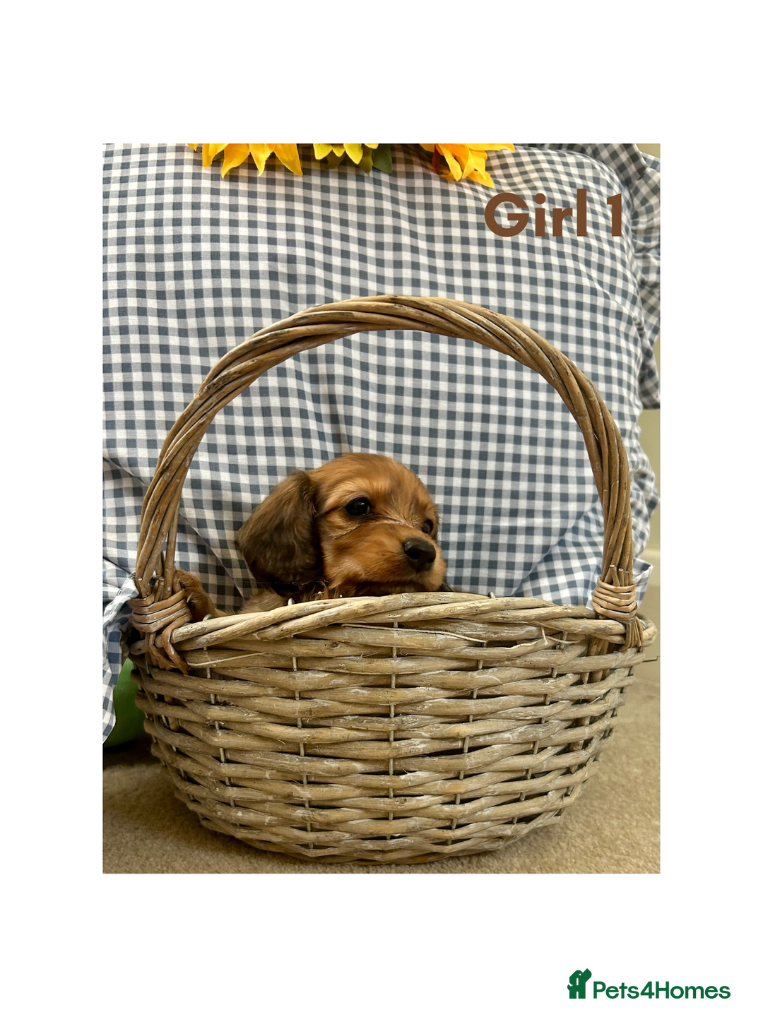 Miniature Dachshund dogs for sale: UPDATED PHOTOS - Long Haired Miniature Dachshunds  - Image 6