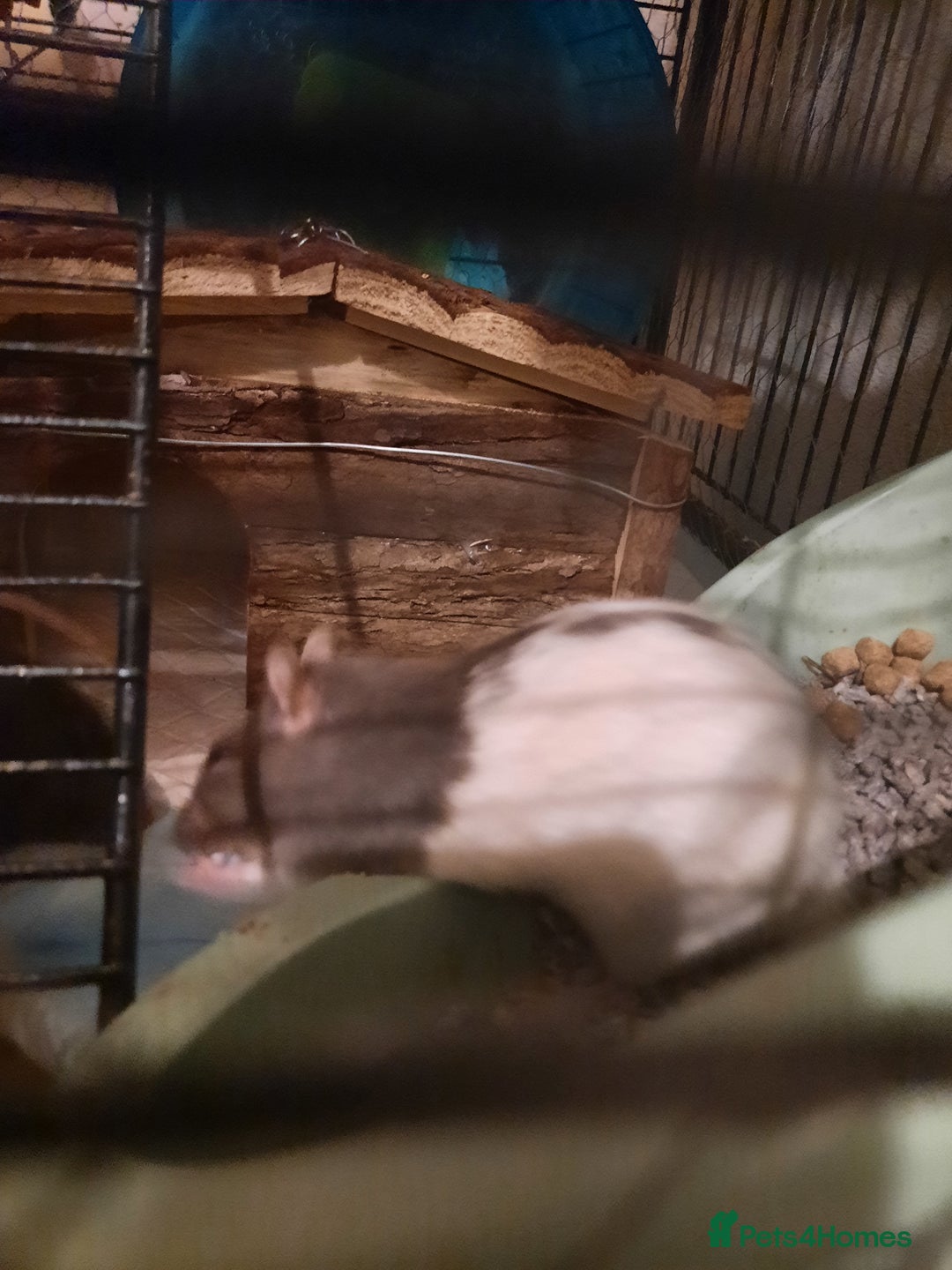 Rat rodents for sale: 1 rat for £1 to go ASAP - Advert 1