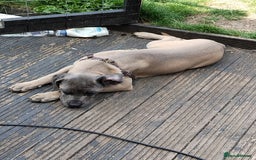 Cane Corso dogs for sale: 19 week male cane corso  - Image 3