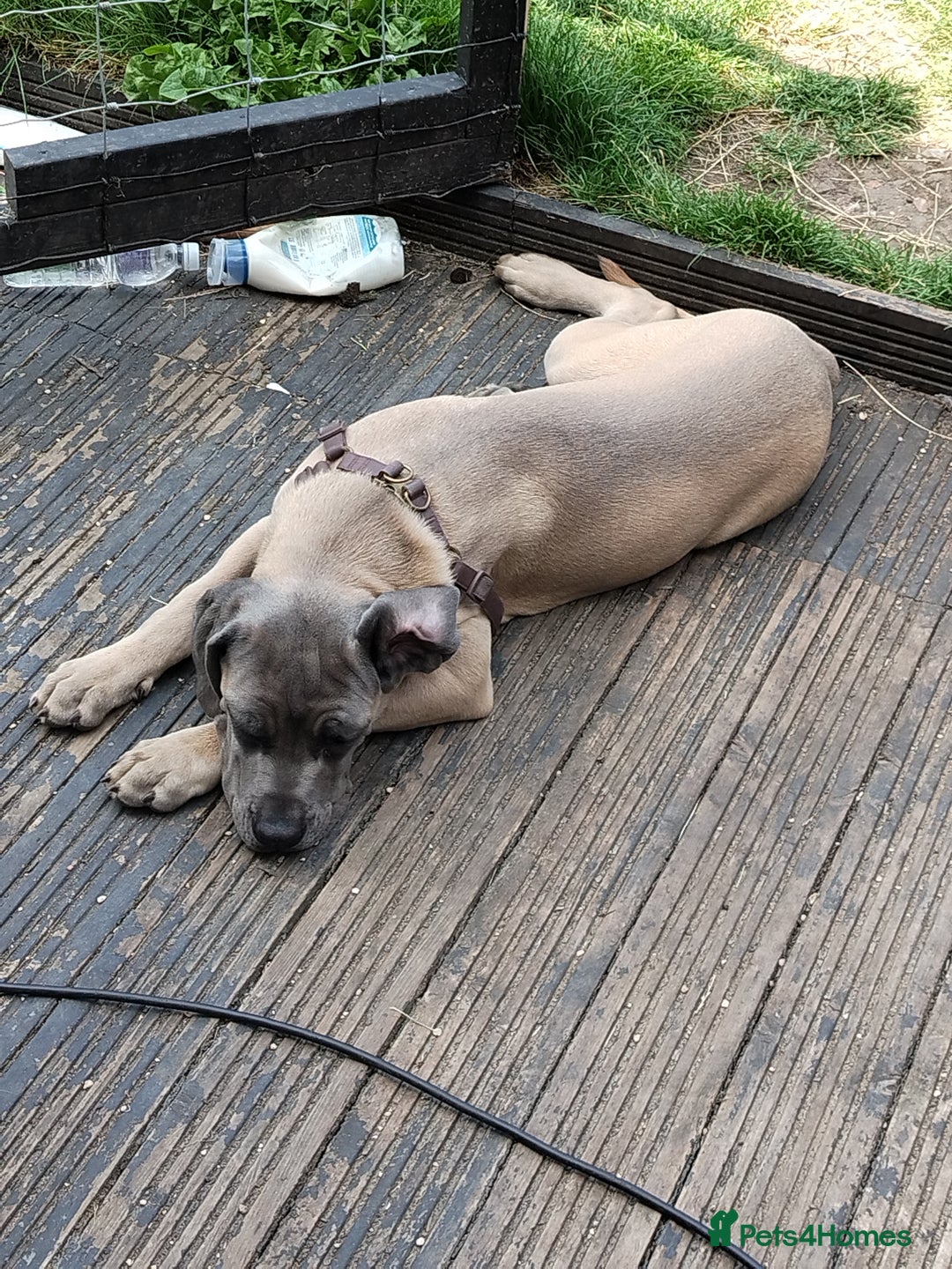 Cane Corso dogs for sale: 19 week male cane corso  - Image 3