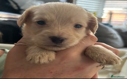 Mixed Breed dogs for sale: REDUCED - Cockapoochi Puppies - READY TO VIEW 🐶 - Image 17