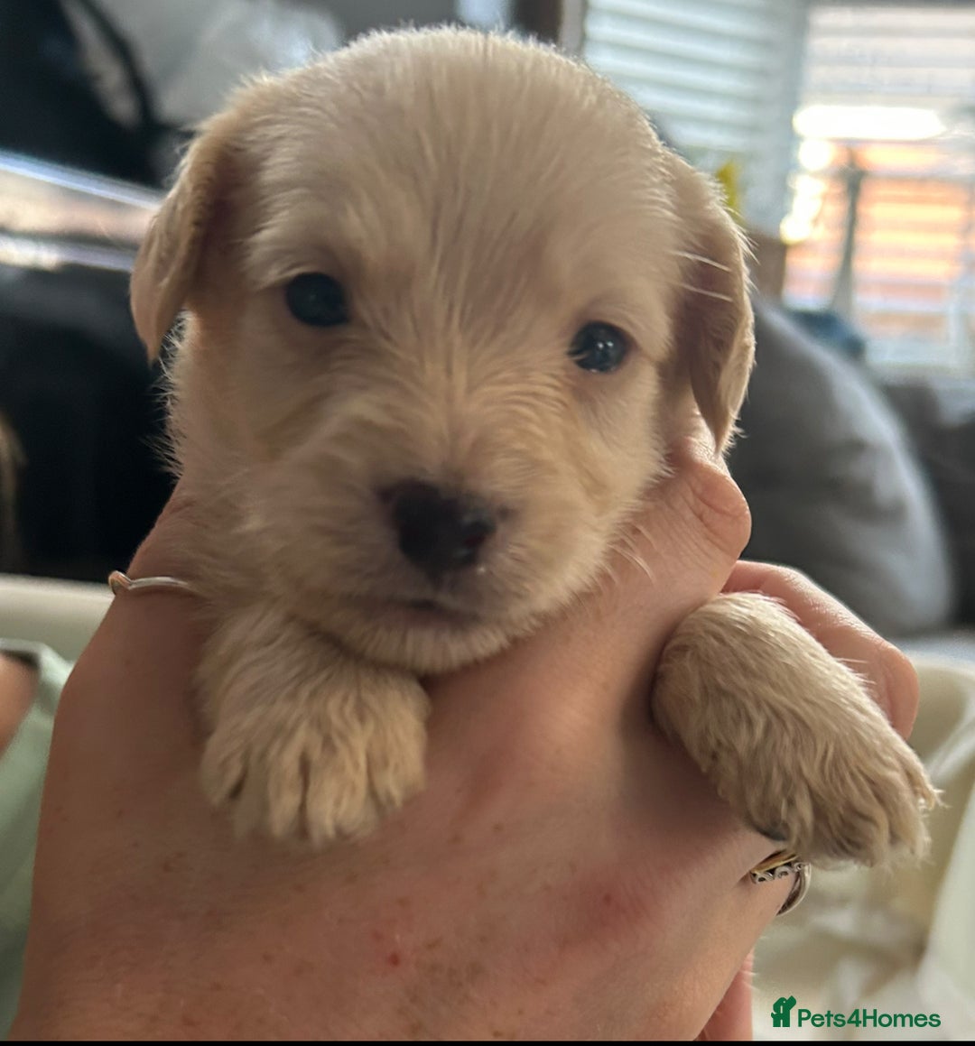 Mixed Breed dogs for sale: REDUCED - Cockapoochi Puppies - READY TO VIEW 🐶 - Image 17