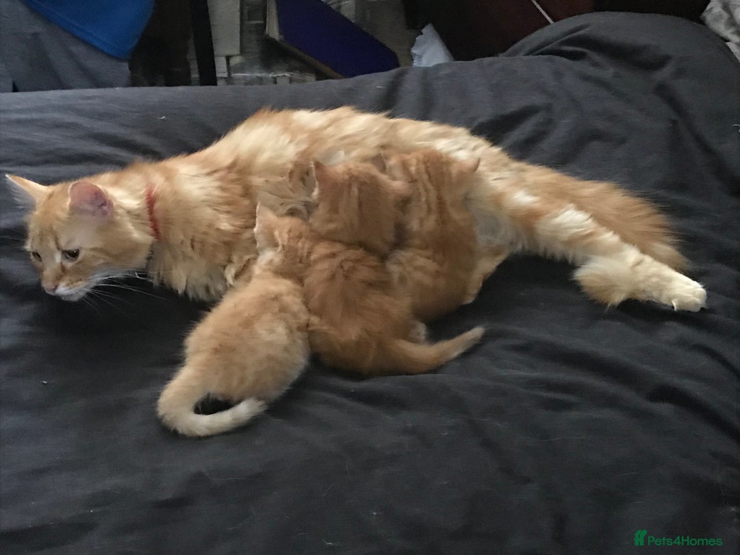 Maine Coon cats for sale: 2 Beautiful Ginger Maine Coon Cross Kittens - Image 4