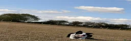 Smooth Collie dogs for sale: 11 month old border collie - Jax  - Advert 2