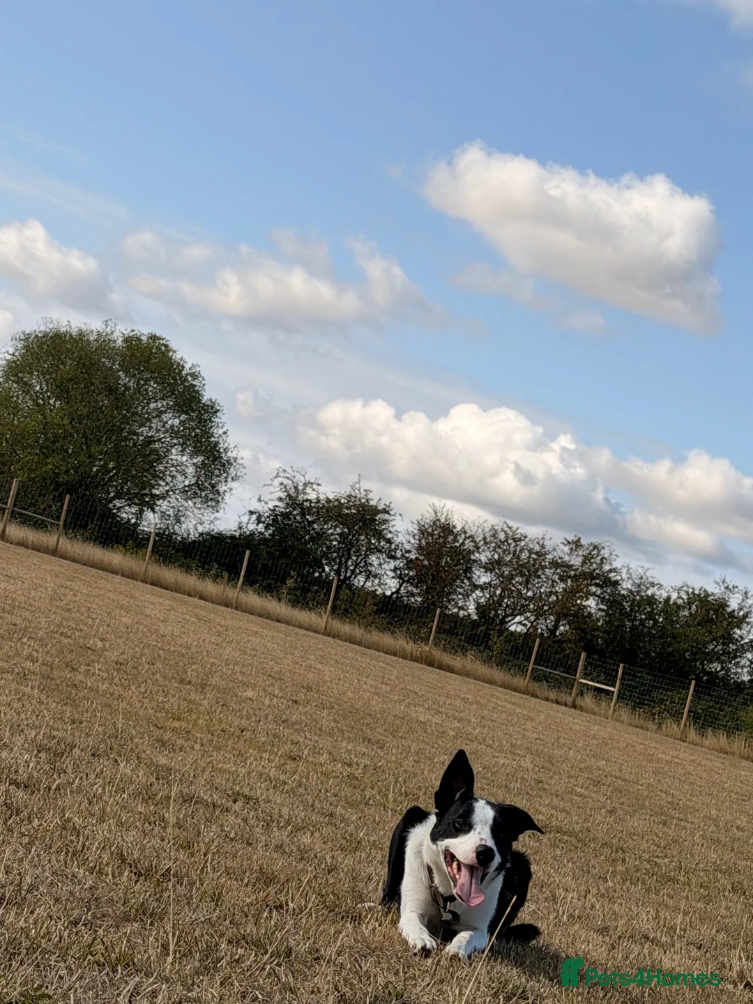 Smooth Collie dogs for sale: 11 month old border collie - Jax  - Advert 2