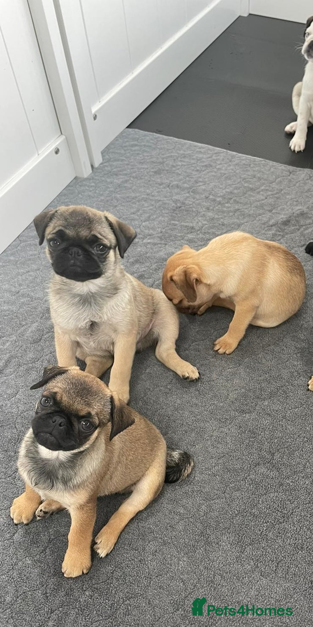Pug dogs for sale: Full miniature panda pugs - Image 8