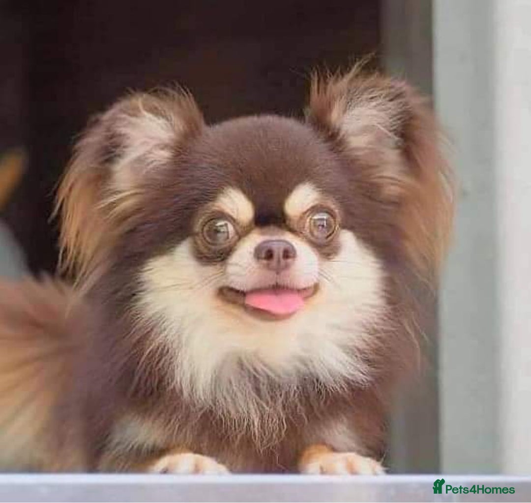 Chihuahua dogs for stud: Thailand imported chihuahua boy stud only in Doncaster - Advert 1