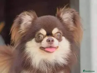 Chihuahua dogs Thailand imported chihuahua boy stud only in Doncaster - Advert 1