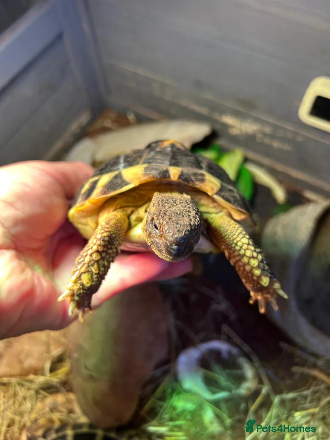 Tortoise reptiles for sale: Pair of tortoises  - Advert 3