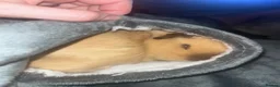 Guinea Pig rodents for sale: Father and son piggies - Advert 6
