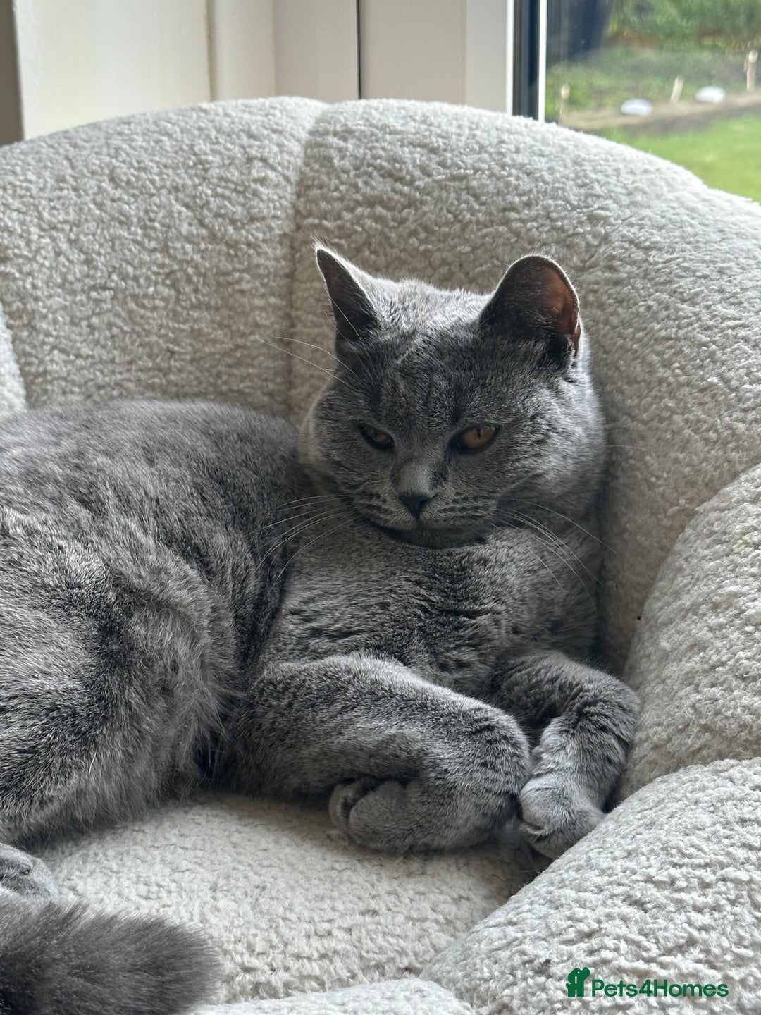British Shorthair cats for sale: British Short Hair / 8 Months Old - Image 8