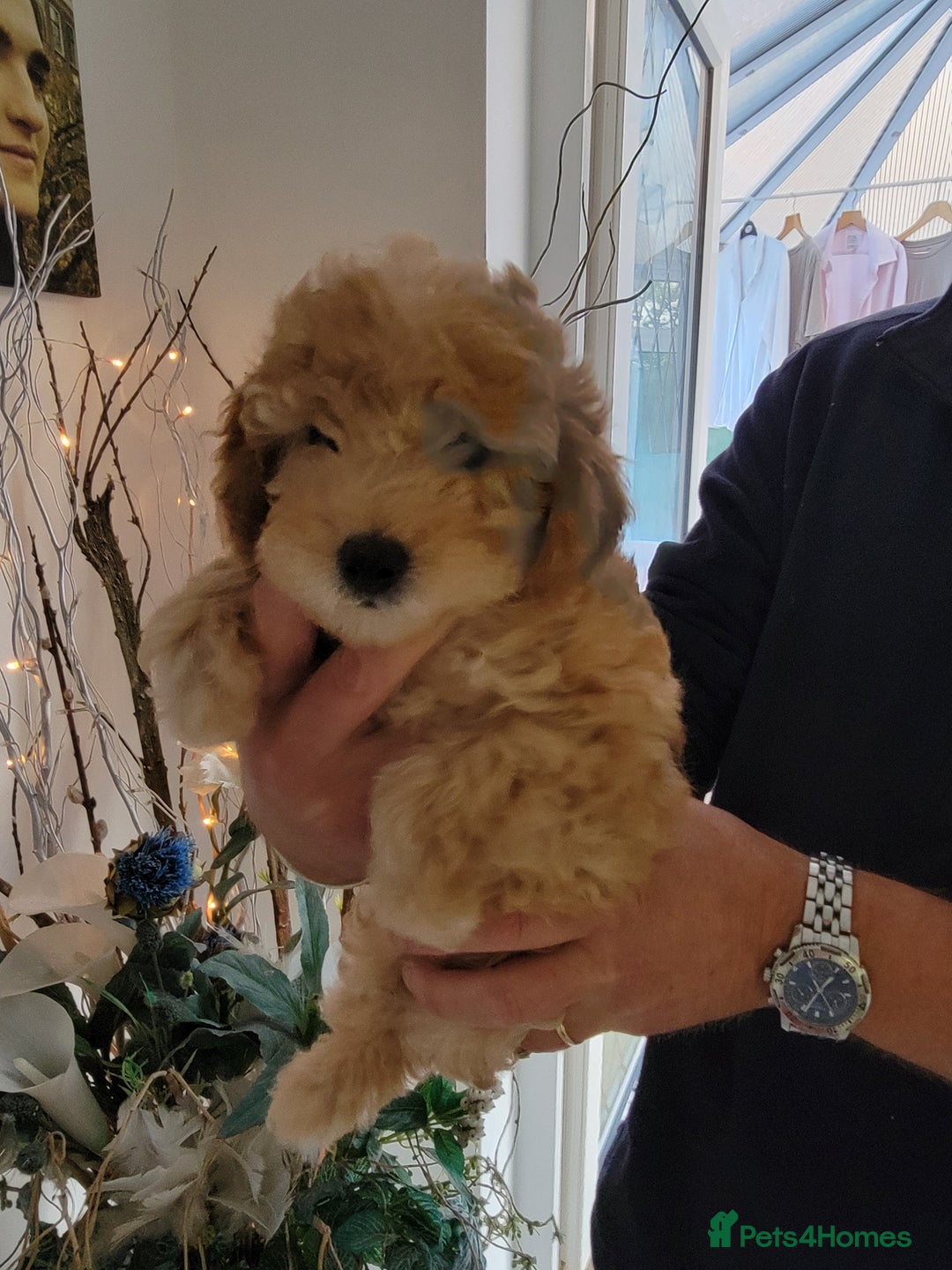 Maltipoo dogs for sale: F1b Maltipoo.   Ready to leave now  - Image 4