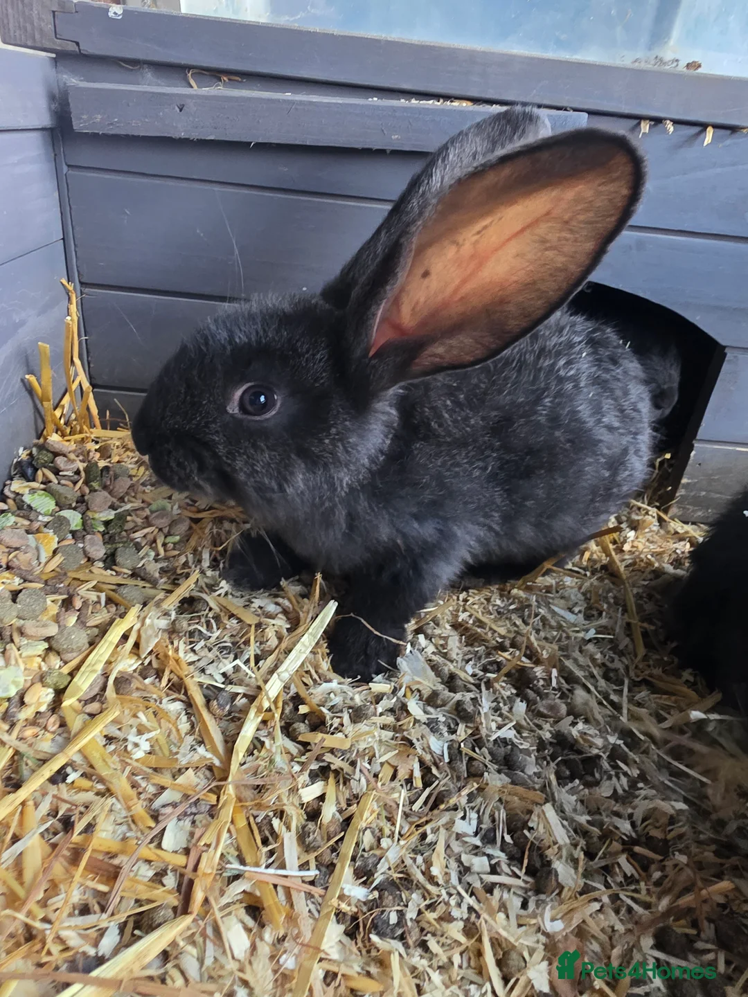 Continental Giant rabbits for sale: Continental giant kits - Advert 2