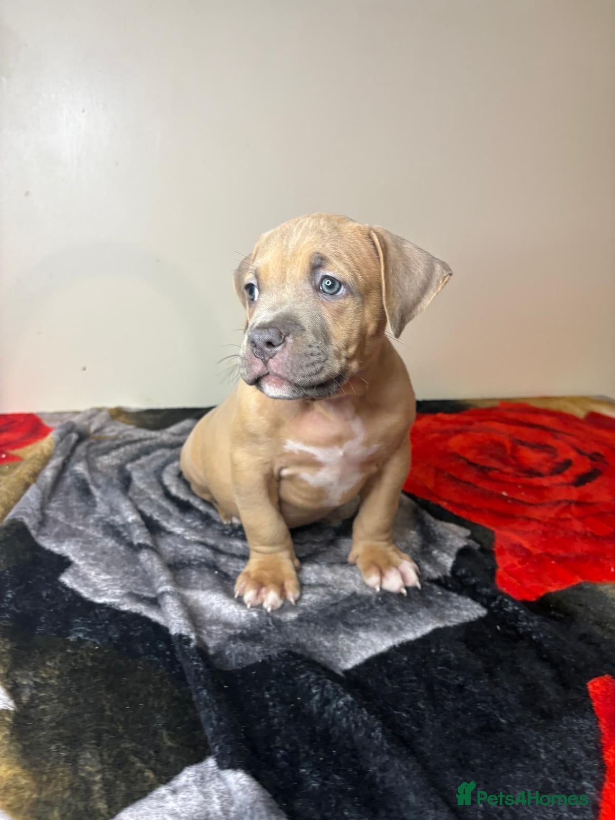 American Bully dogs Quality pocket bullies ready for forever homes now - Advert 7