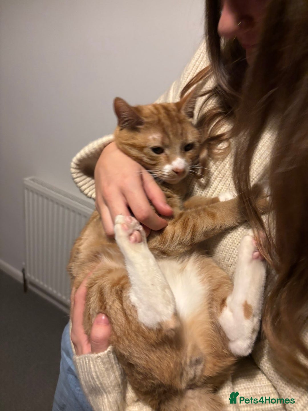 Mixed Breed cats for sale: 10 month orange tabby - Advert 4