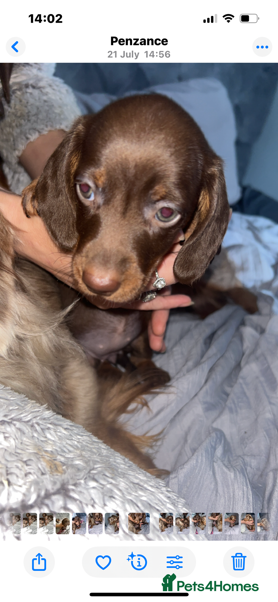 Dachshund dogs for sale: FEMALE CHOC DAPPLE AVAILABLE  - Image 4