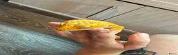 Leopard Gecko reptiles for sale: Community of leopard geckos  - Advert 3