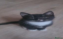 British Shorthair cats for sale: Lovely 1 black and 2 black & white kitten - Image 15