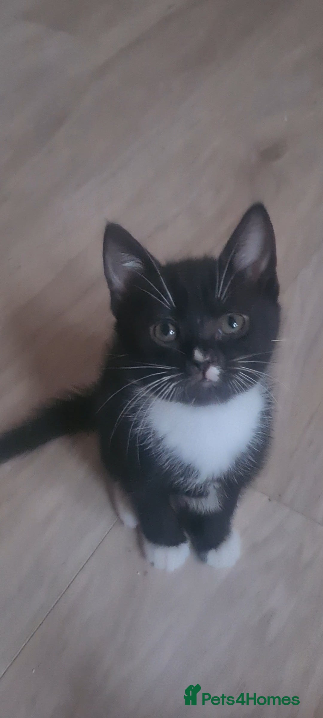 British Shorthair cats for sale: Lovely 1 black and 2 black & white kitten - Image 15