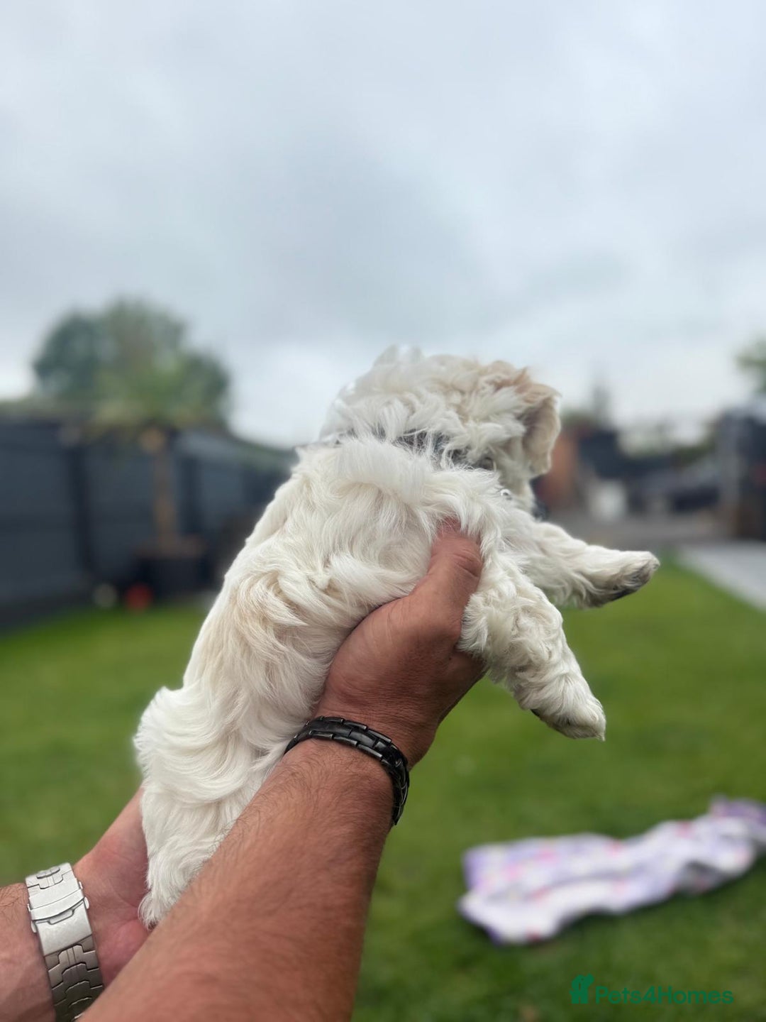 Maltipoo dogs for sale: Beautifull Maltipoo Last Boy left healthy check  - Image 7