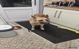 German Shepherd dogs for sale: Luna  - Image 6