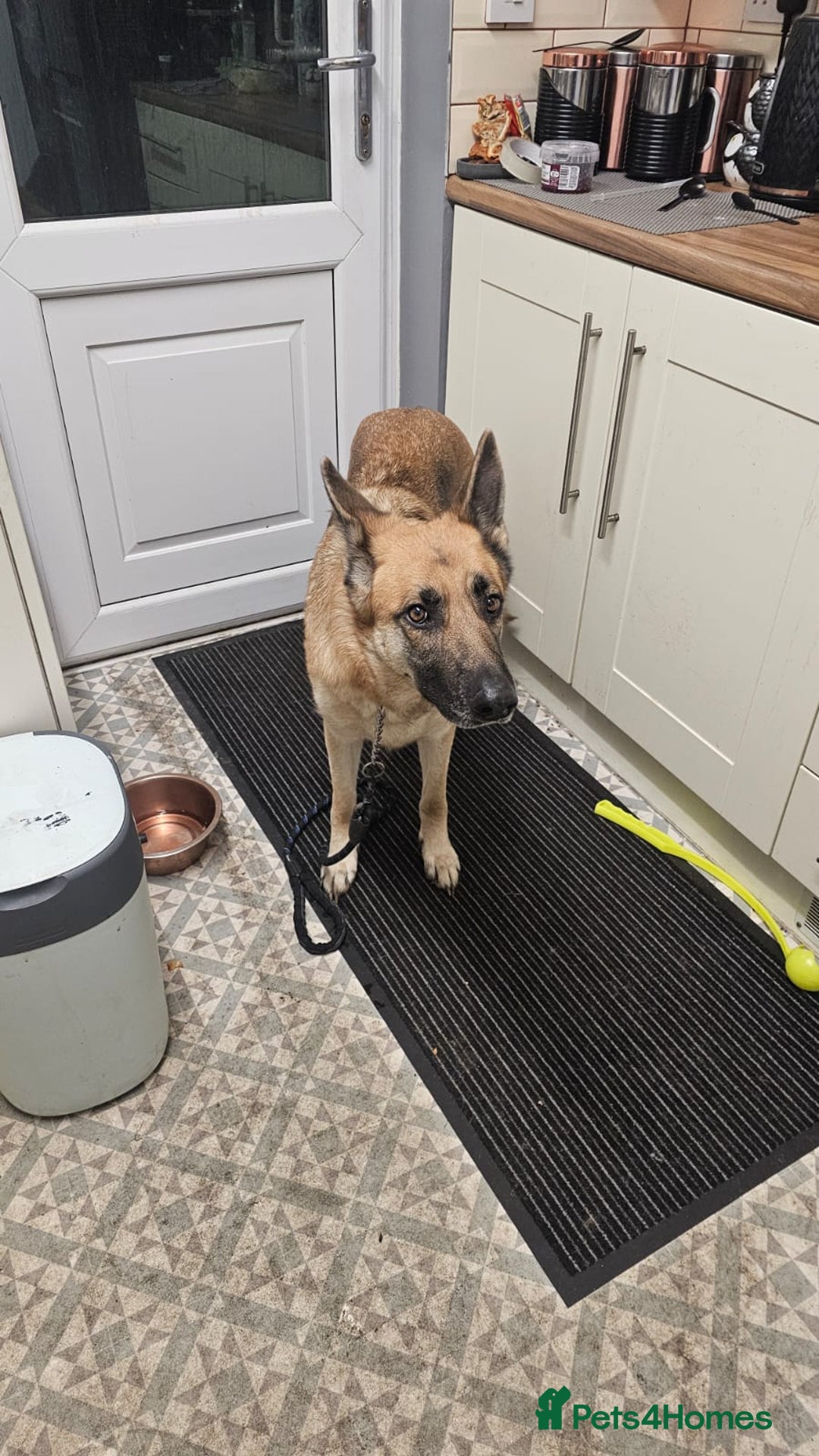 German Shepherd dogs for sale: Luna  - Image 6