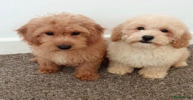 Maltipoo dogs - Advert 16
