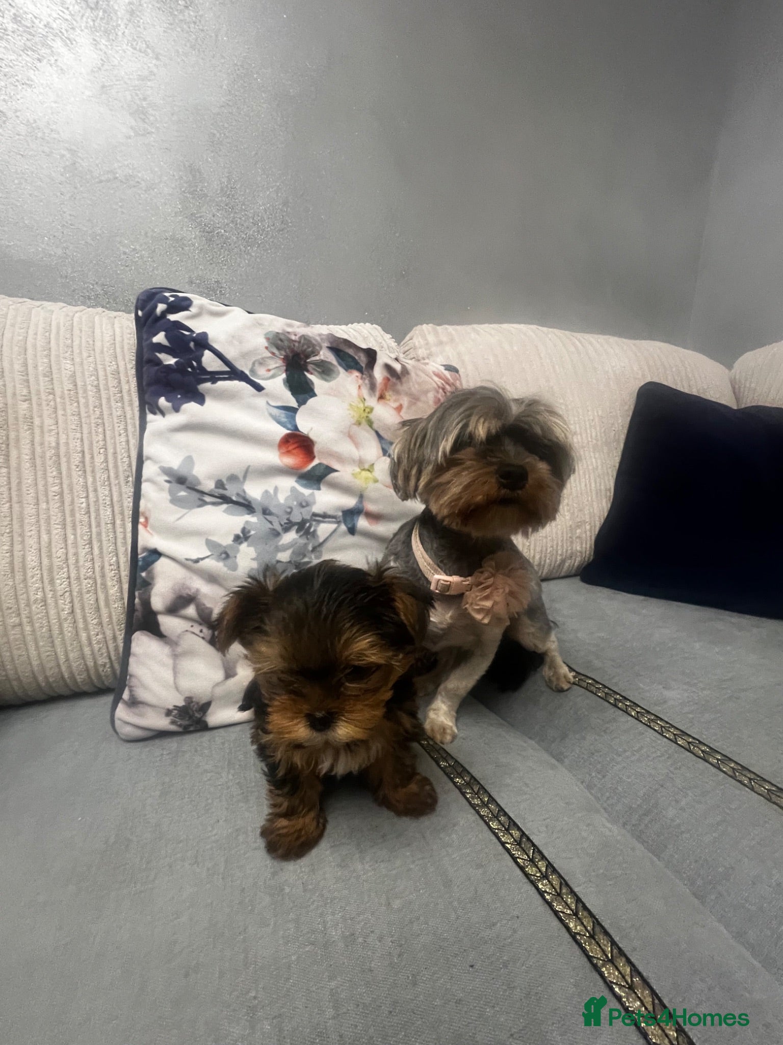Yorkshire Terrier dogs Beautiful baby girl  - Advert 2