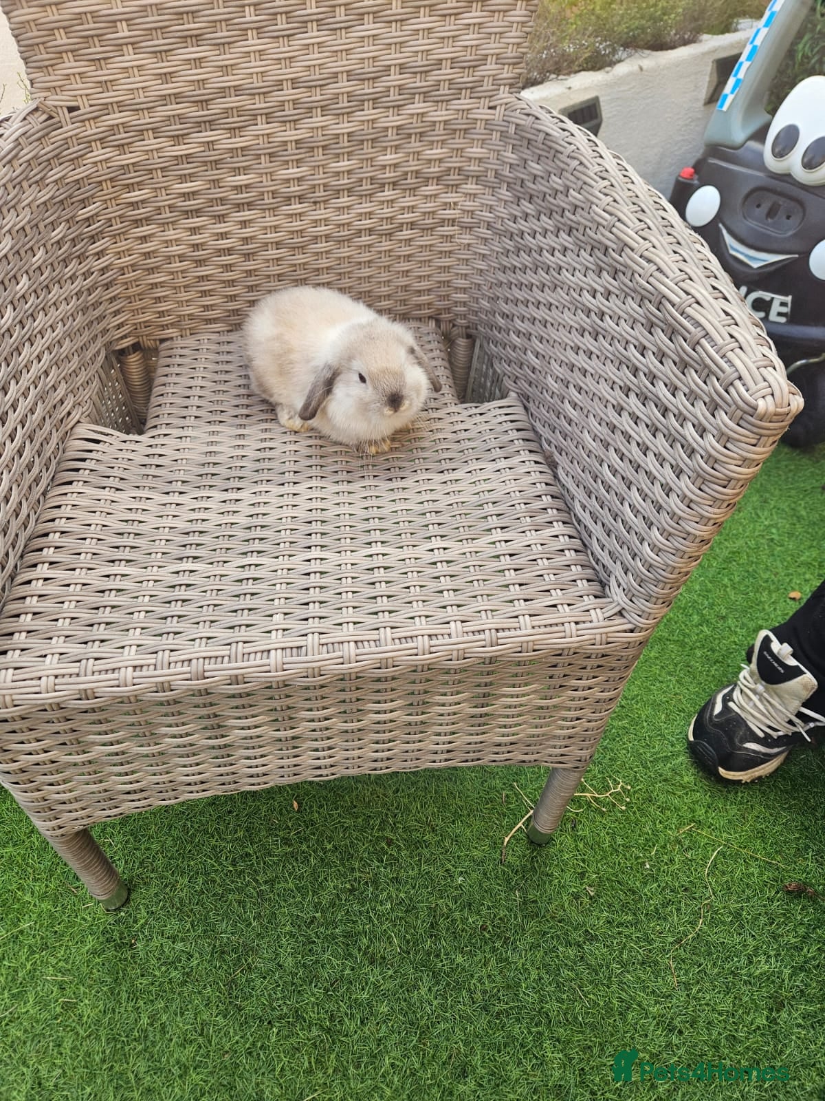 Mini Lop rabbits Pure Mini Lops - Advert 4