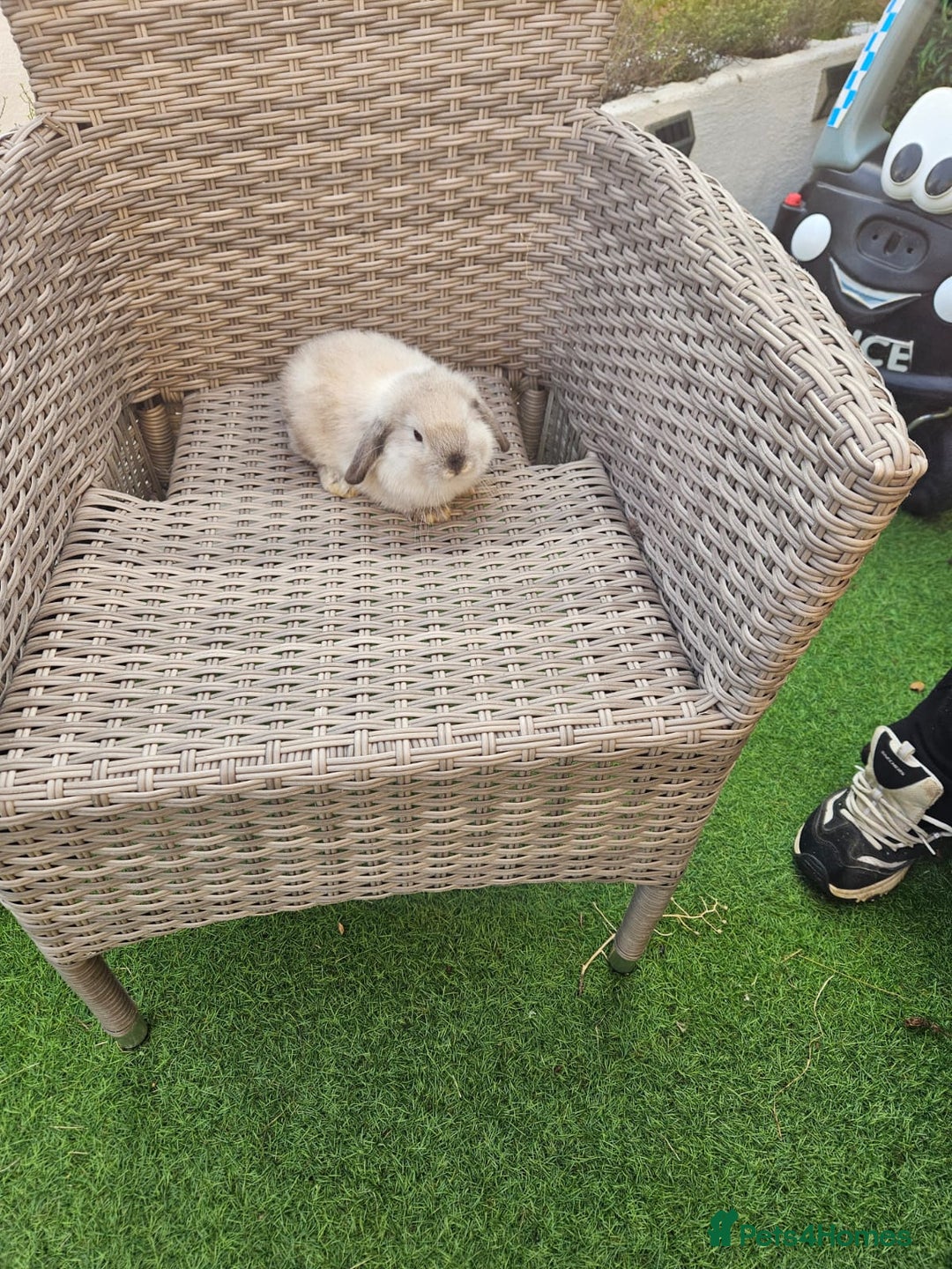 Mini Lop rabbits for sale: Pure Mini Lops - Image 6