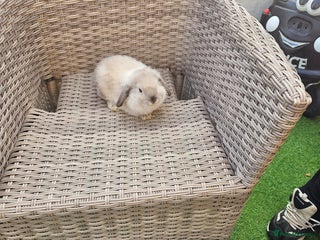 Mini Lop rabbits Pure Mini Lops - Advert 3