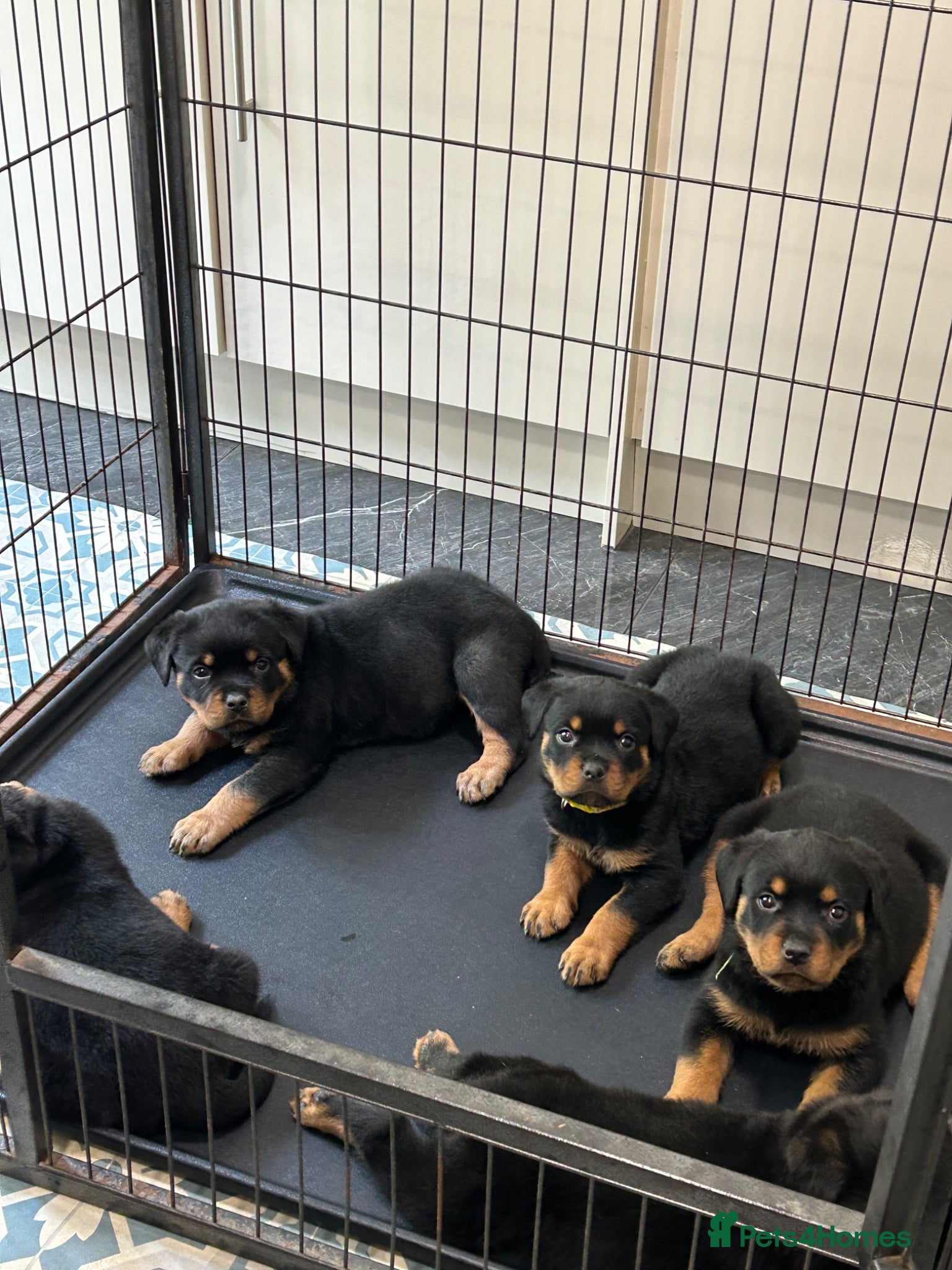 Rottweiler dogs Rottweiler Puppies  - Advert 1