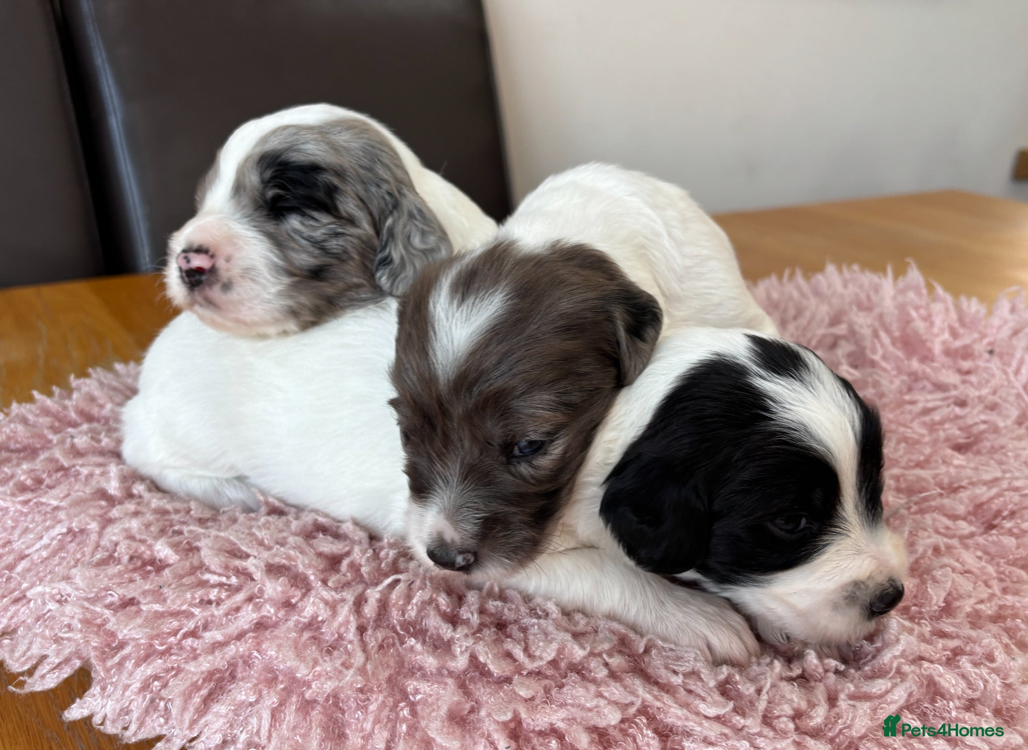 Sproodle dogs ✨ Premium Rare F1 Sproodle Pups – Champion Lines ✨ - Advert 1