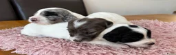 Sproodle dogs for sale: ✨ Premium Rare F1 Sproodle Pups – Champion Lines ✨ - Advert 18