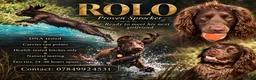 Sprocker dogs for stud: Rolo-for stud  - Advert 1