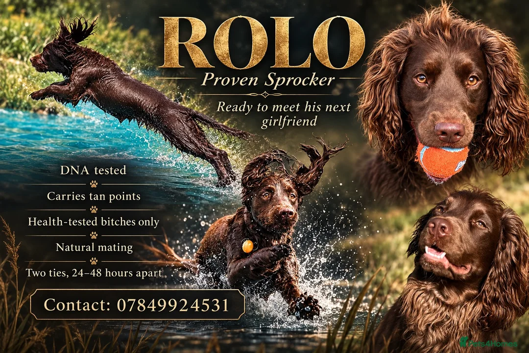 Sprocker dogs for stud: Rolo-for stud  - Advert 1