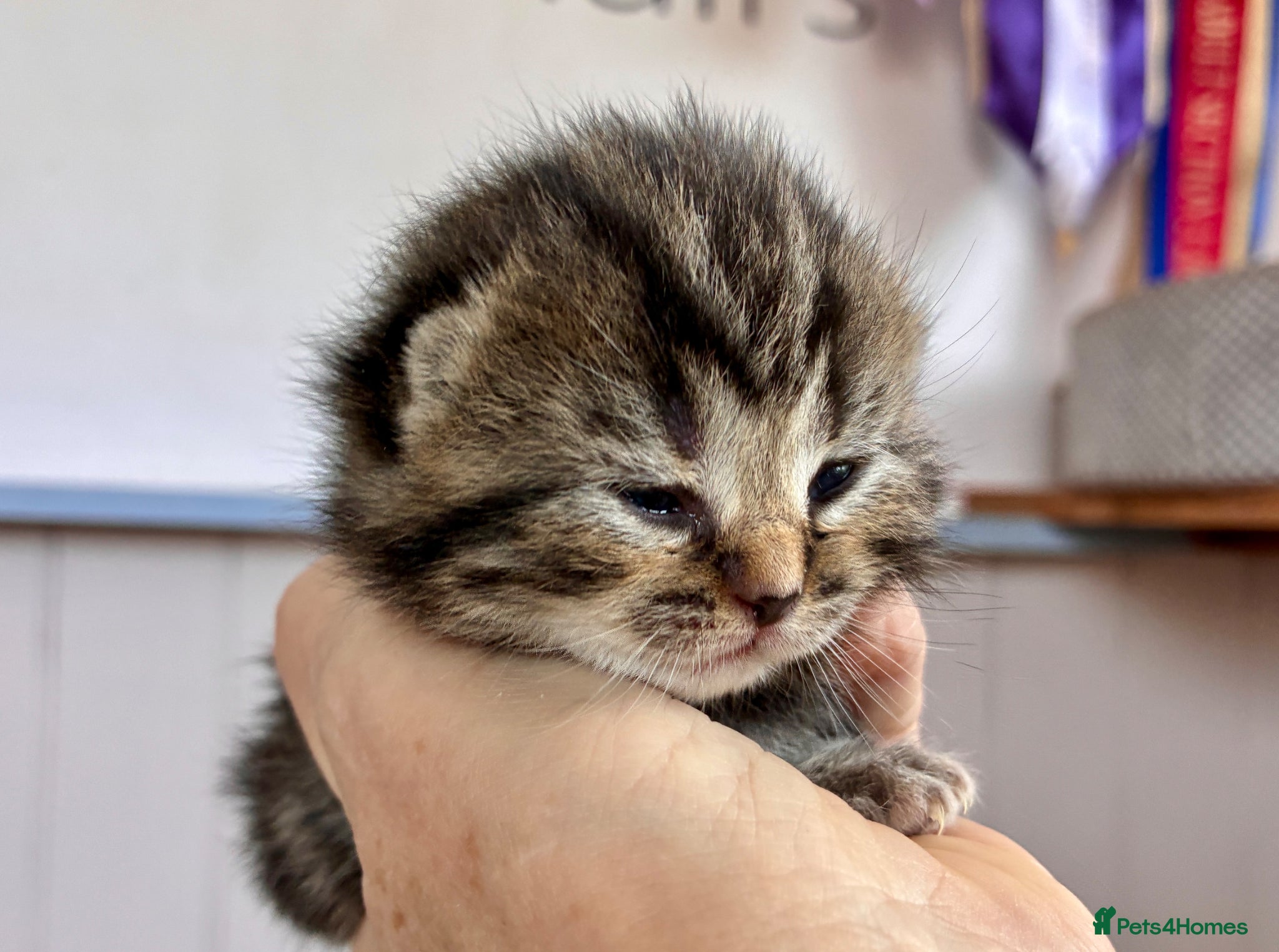 British Shorthair cats Tiny Tabby Boy - Advert 2
