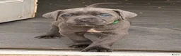 Cane Corso dogs for sale: X-Man Bloodline, Pedigree Cane Corso Puppies - Advert 10