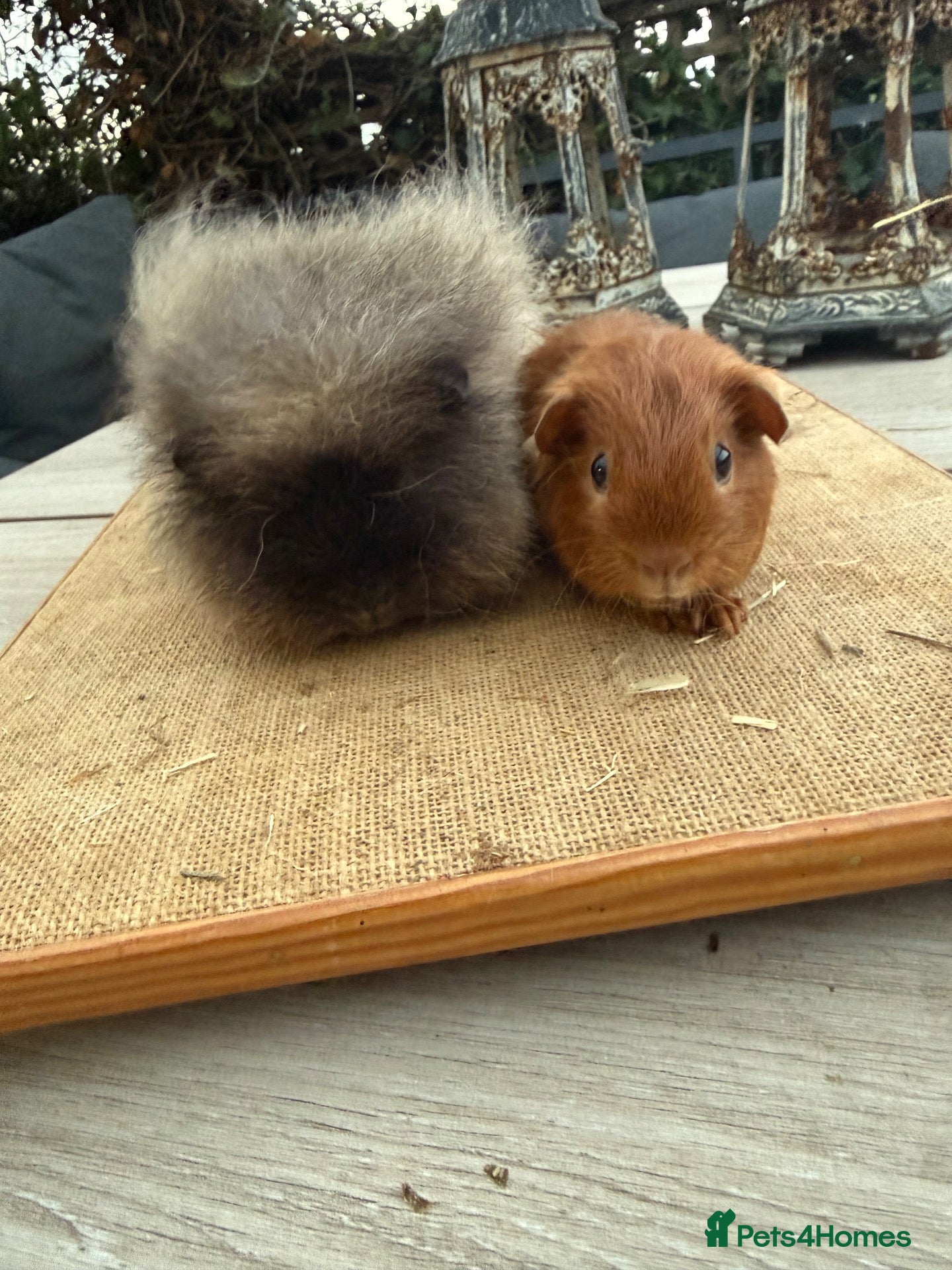 Guinea Pig rodents Pure bred Cali Swiss, satin & Californian guineas - Advert 4