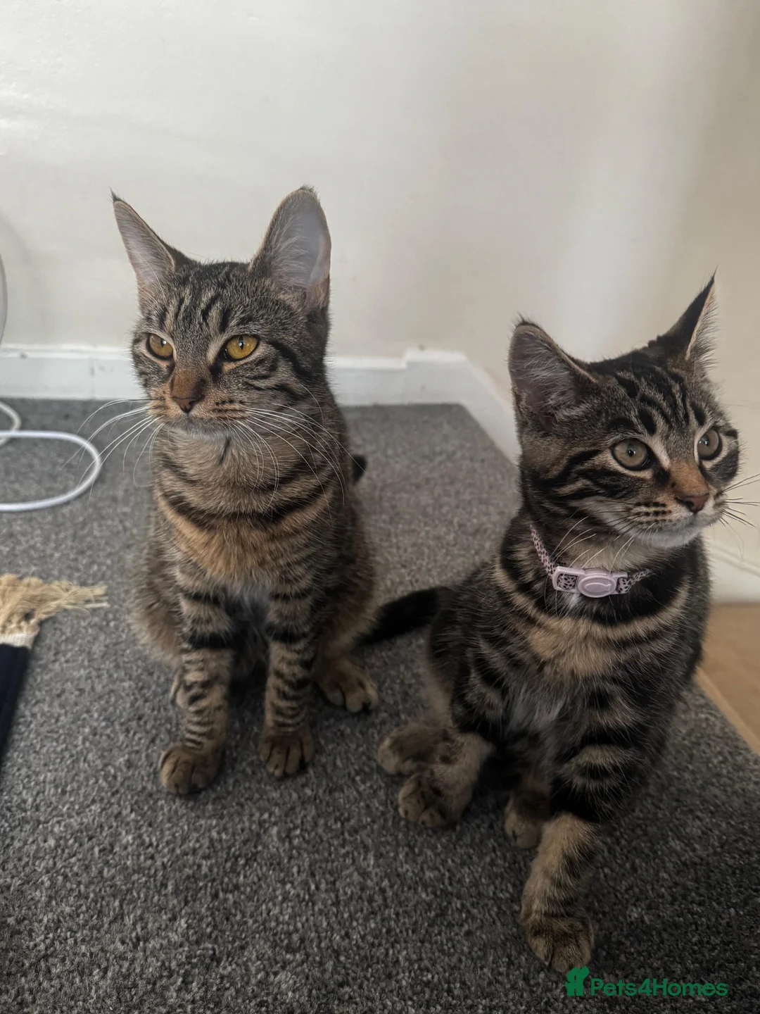 European cats for sale: Kittens  in Woking - Advert 2