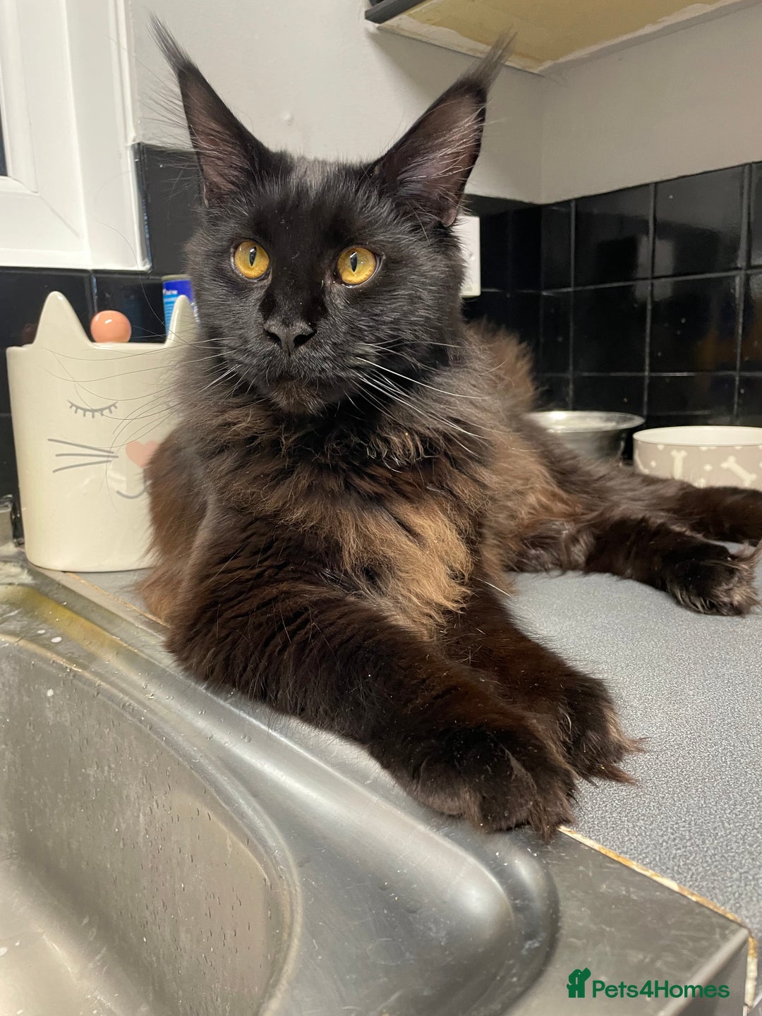Maine Coon cats for sale: Black smoked boy  - Image 22