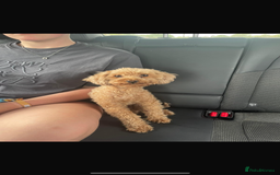 Toy Poodle dogs for sale: Pedigree tiny toy poodles  - Image 7