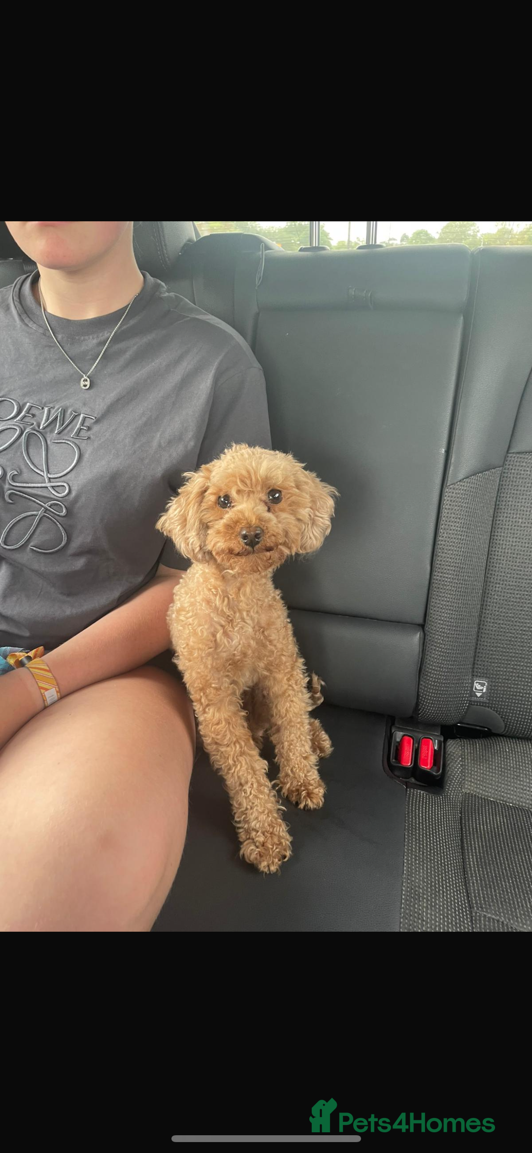 Toy Poodle dogs for sale: Pedigree tiny toy poodles  - Image 7