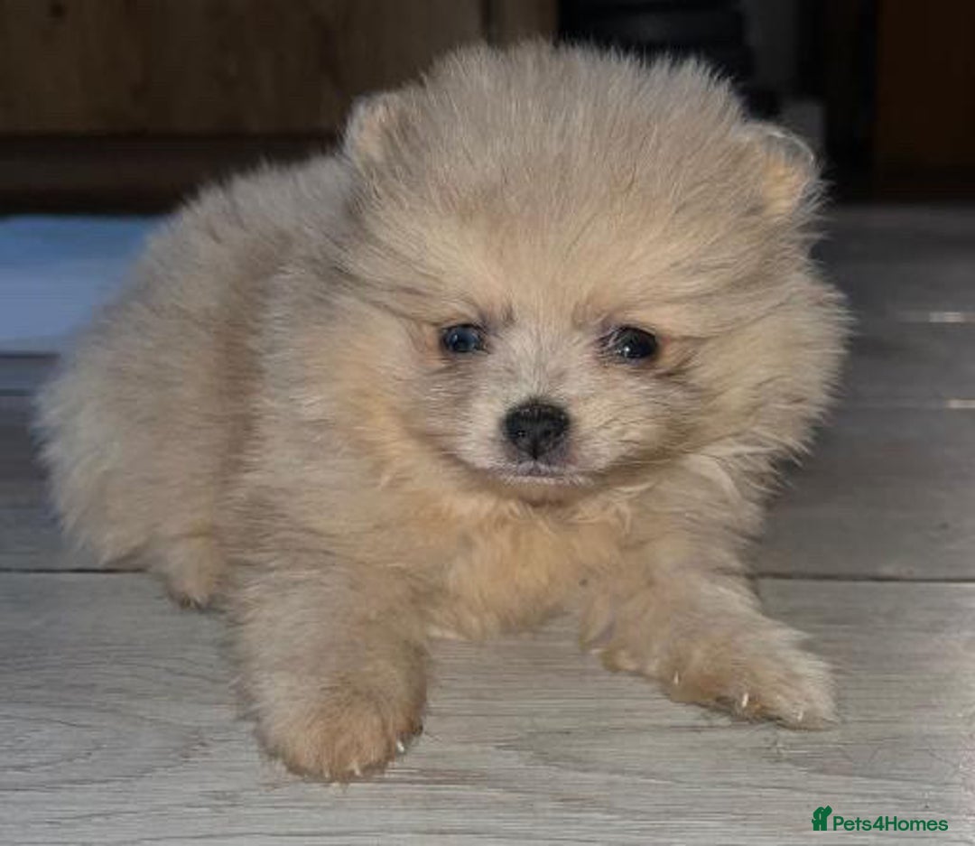 Pomeranian dogs for stud: Cobee (PROVEN)  ( STUD ONLY ) (PRODUCING MERLES)   in Liverpool - Advert 38