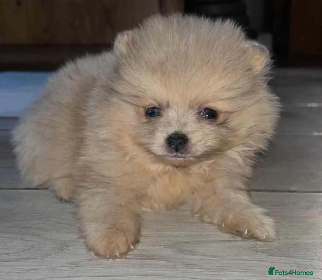 Pomeranian dogs for stud: Cobee (PROVEN)  ( STUD ONLY ) (PRODUCING MERLES)   in Liverpool - Advert 38