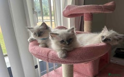 Ragdoll cats for sale: Pure Ragdoll kittens available 🐱🐾 - Image 3