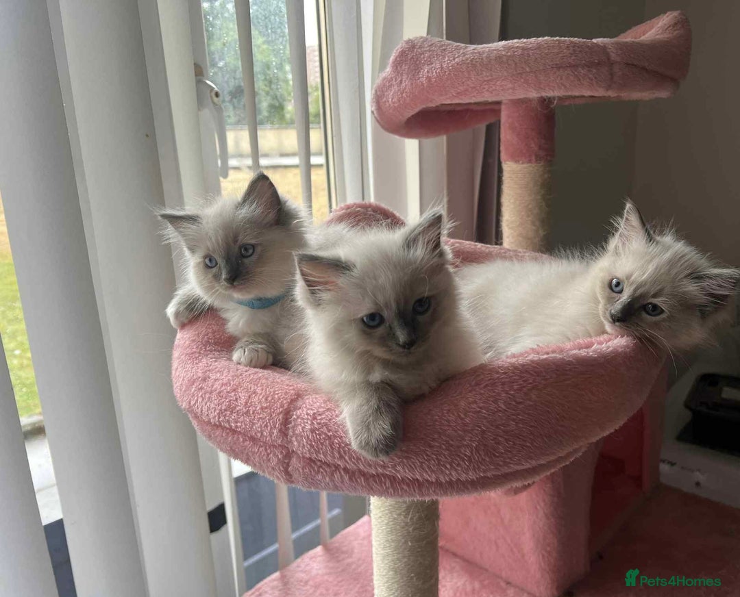 Ragdoll cats for sale: Pure Ragdoll kittens available 🐱🐾 - Image 3