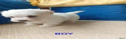 Havanese dogs for sale: Stunning full breed havanese puppies. 6 boys avail - Advert 4