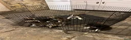 Border Collie dogs for sale: 9 week old Border Collie puppies - Advert 1